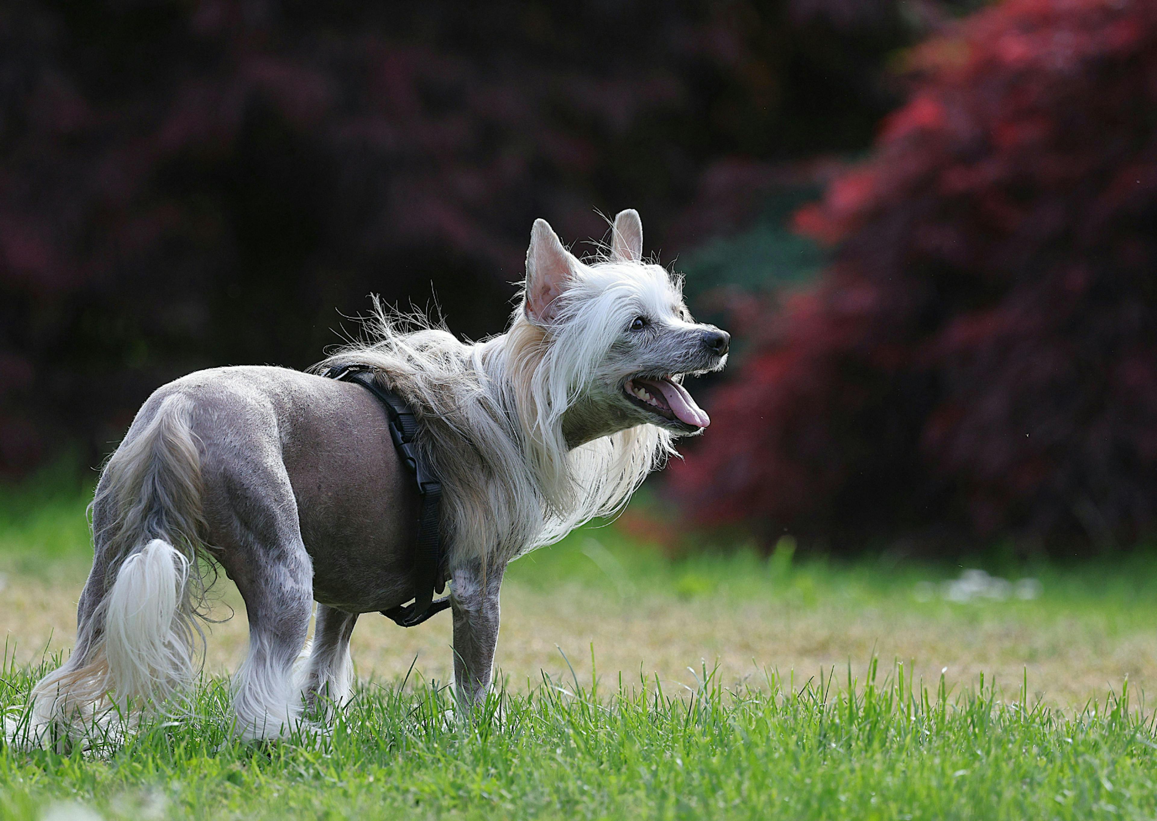 Chien chinois à crête sur une pelouse 
