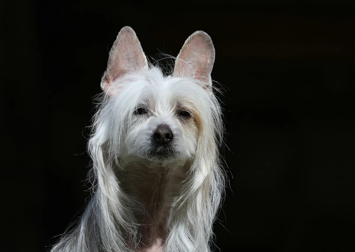 Chien chinois à crête sur un fond noir, il est pris d'en bas