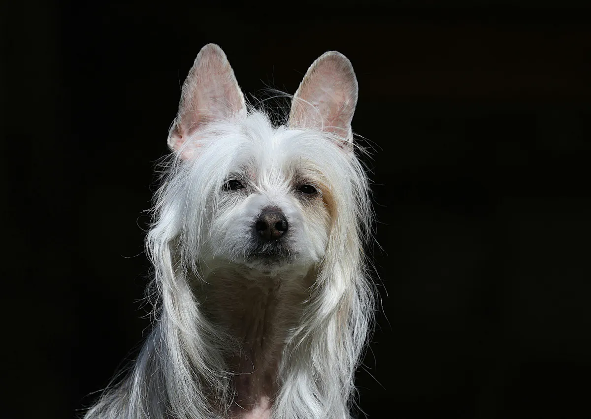 Chien chinois à crête sur un fond noir, il est pris d'en bas 