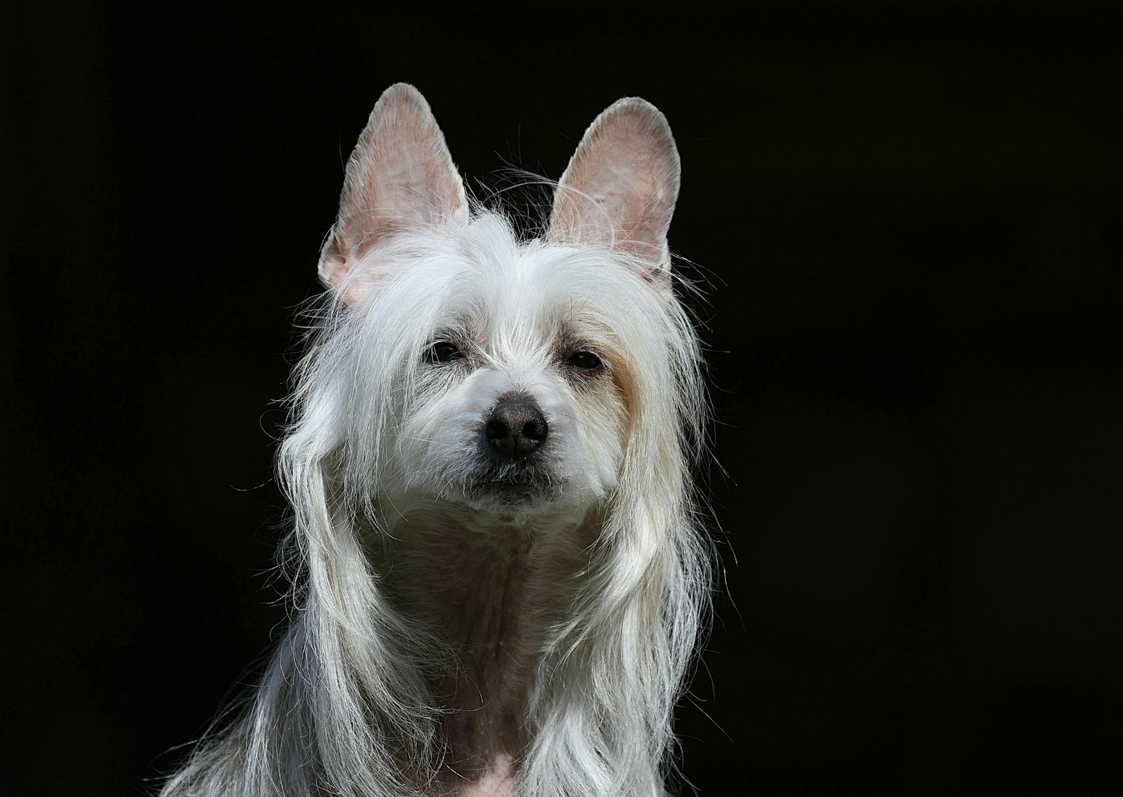 Chien chinois à crête sur un fond noir, il est pris d'en bas 