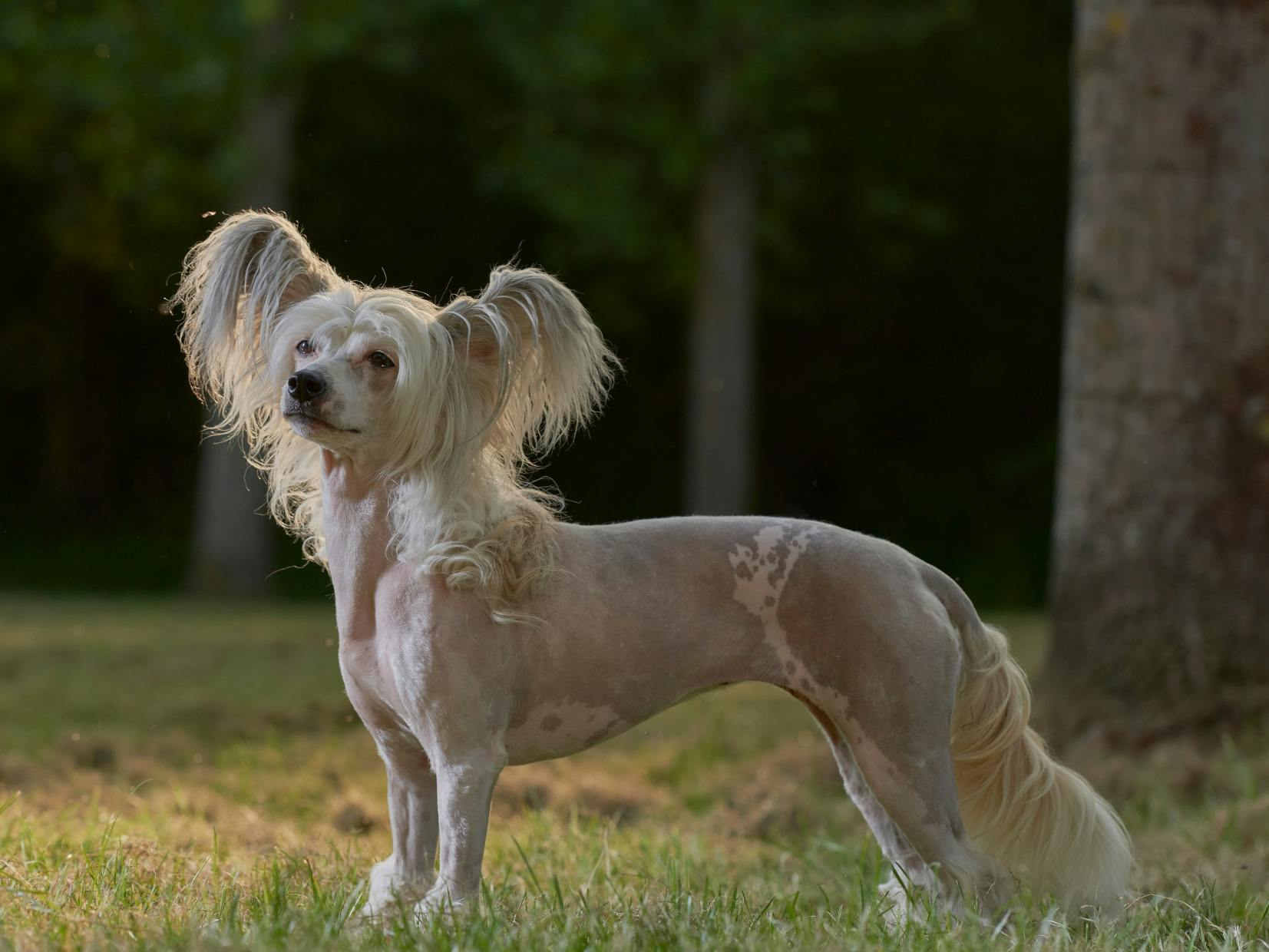 Chien chinois à crête debout dans l'herbe, il regarde vers le haut