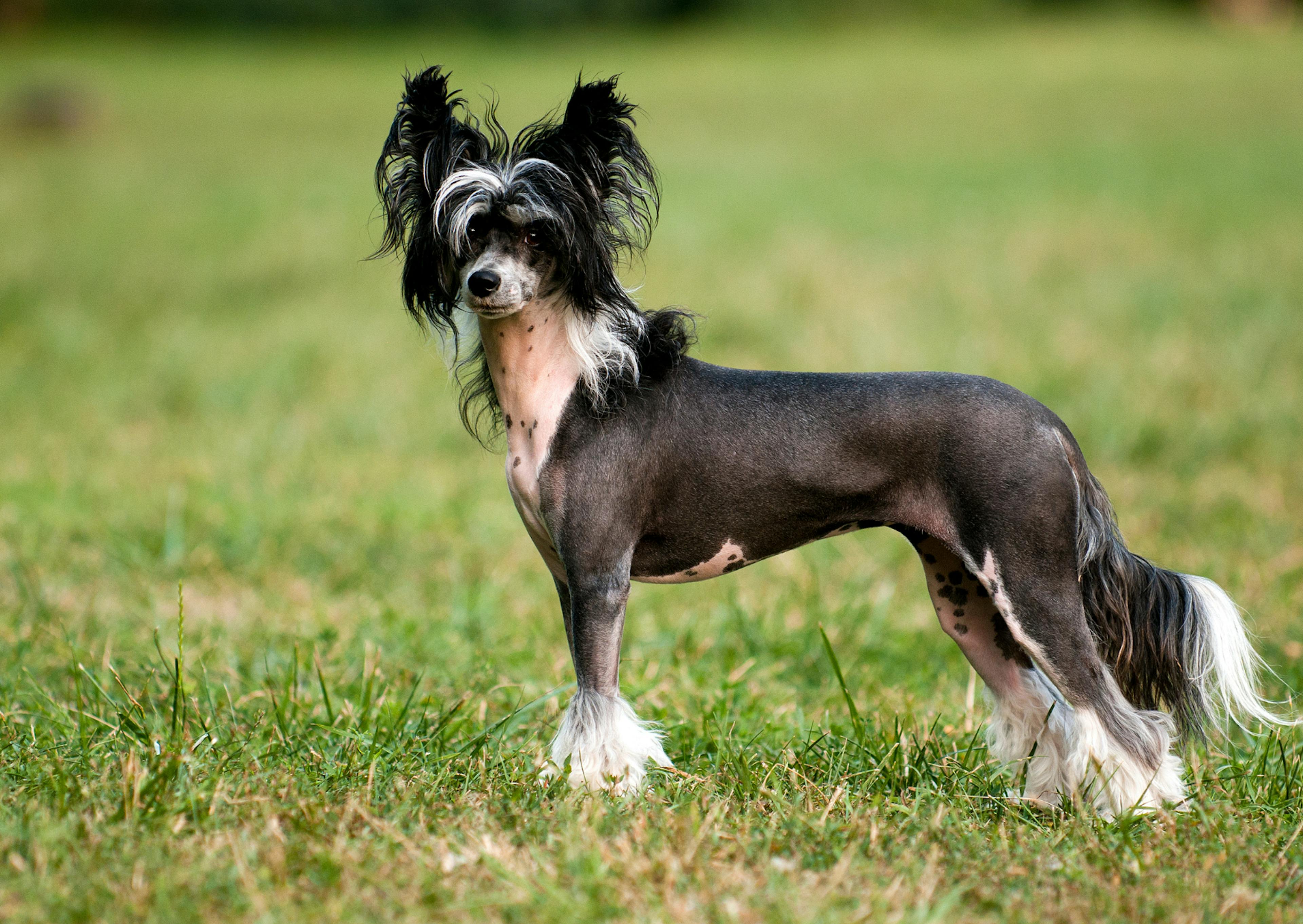 Chien chinois à crête noir, il regarde vers l'objectif 