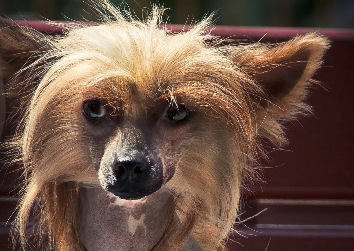 Chien chinois à crête, on le voit regarde sur le côté