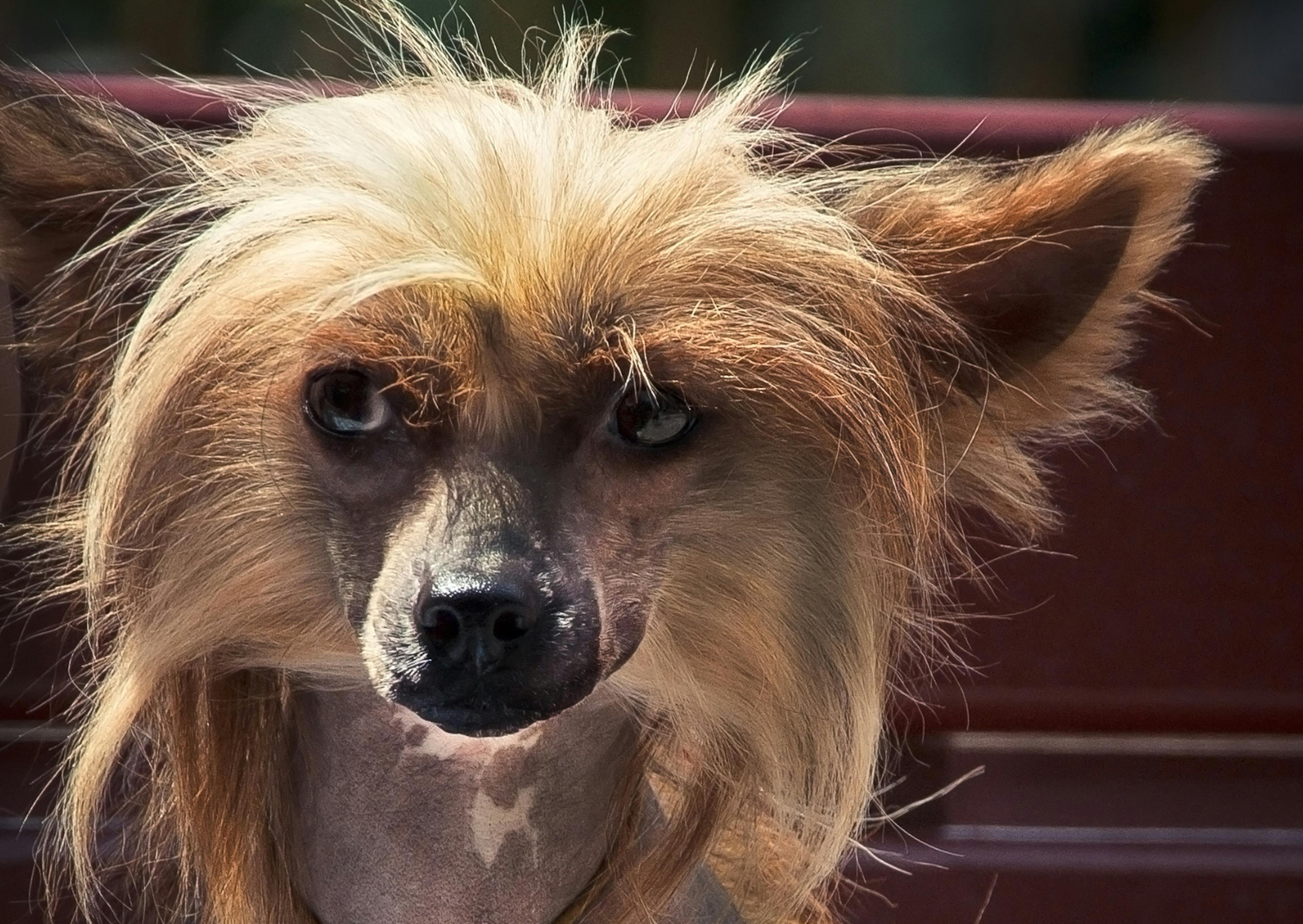 Chien chinois à crête, on le voit regarde sur le côté 