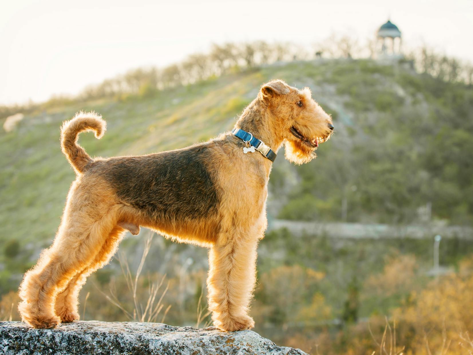 Airedale Terrier debout, il regarde au loin