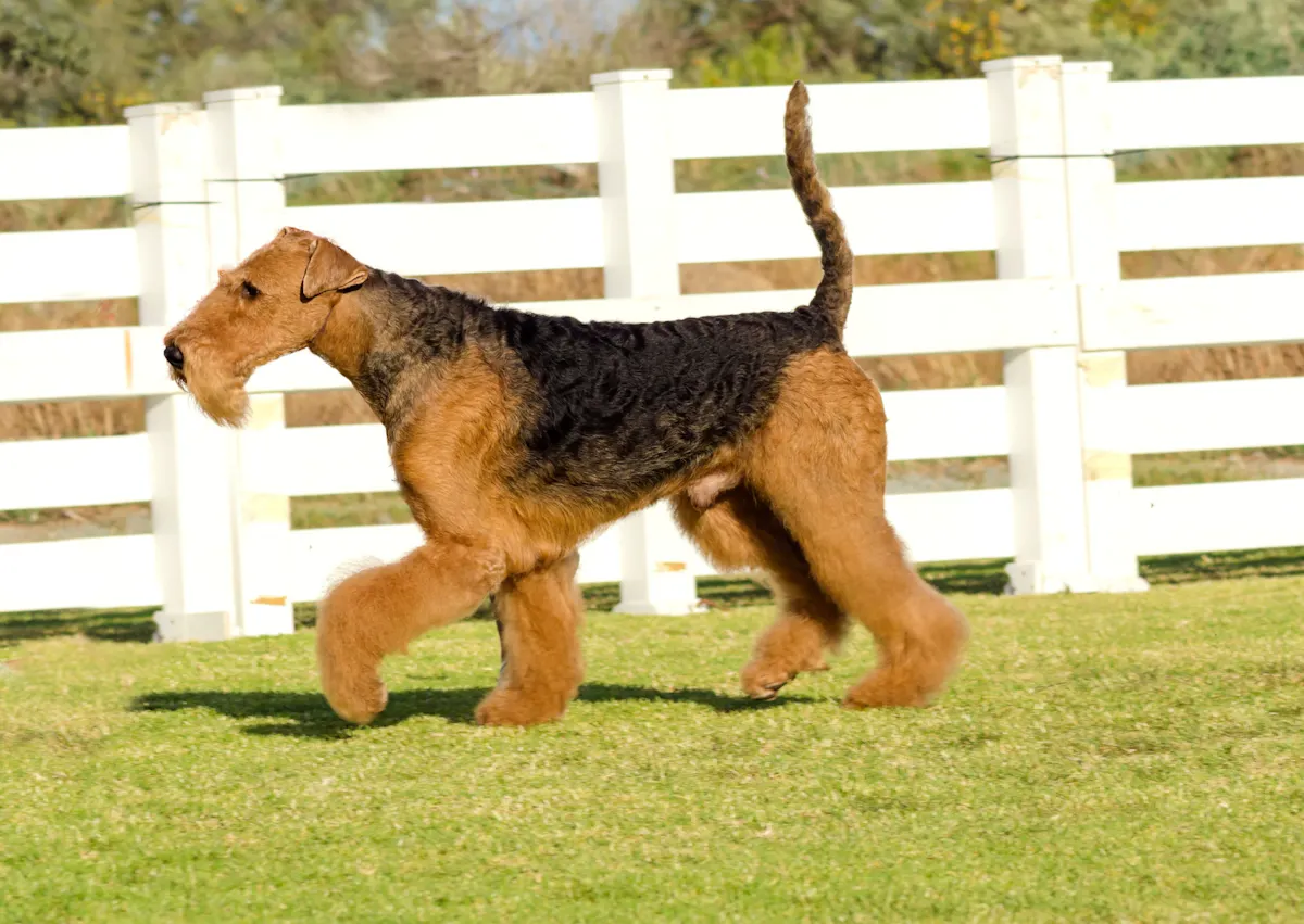 Airedale Terrier qui court dans une pelouse