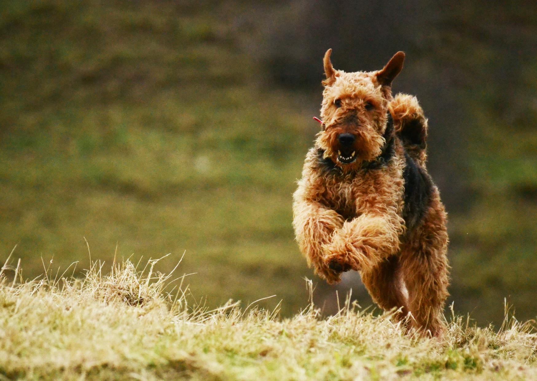Airedale Terrier qui court dans des colines
