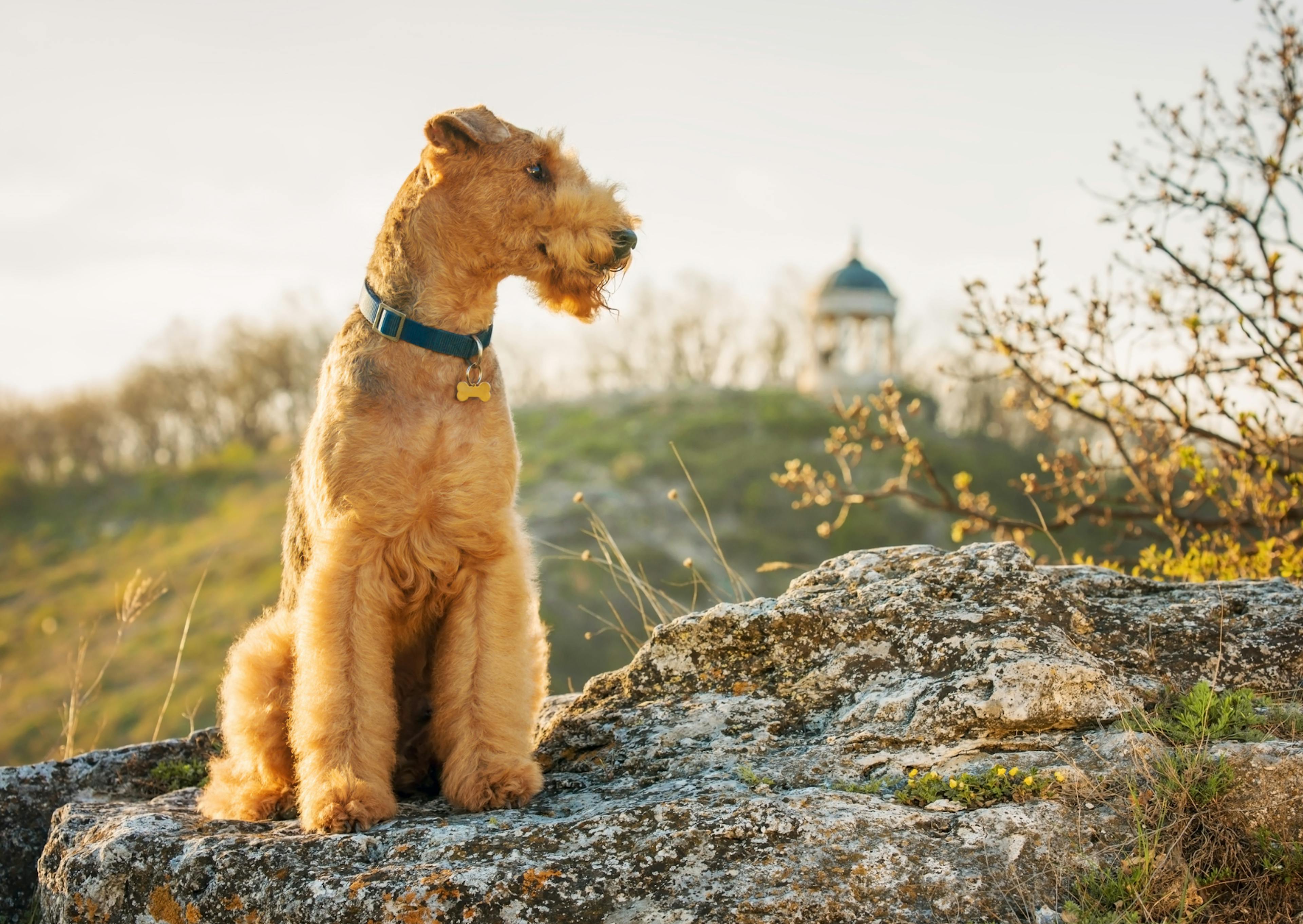 Airedale Terrier assis sur une grosse pierre, il regarde sur le côté 