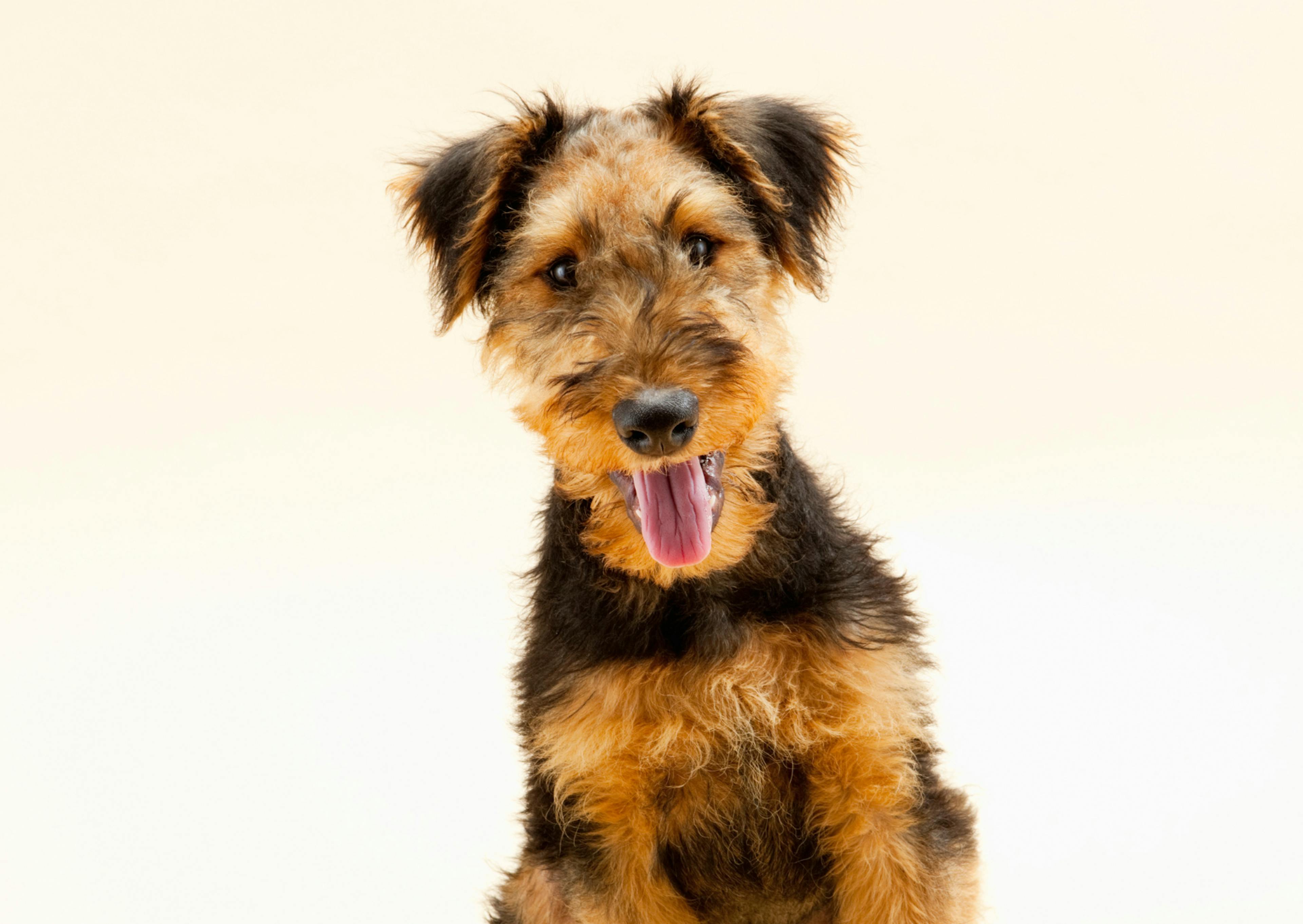 Airedale Terrier assis, il tire la langue et regarde l'objectif