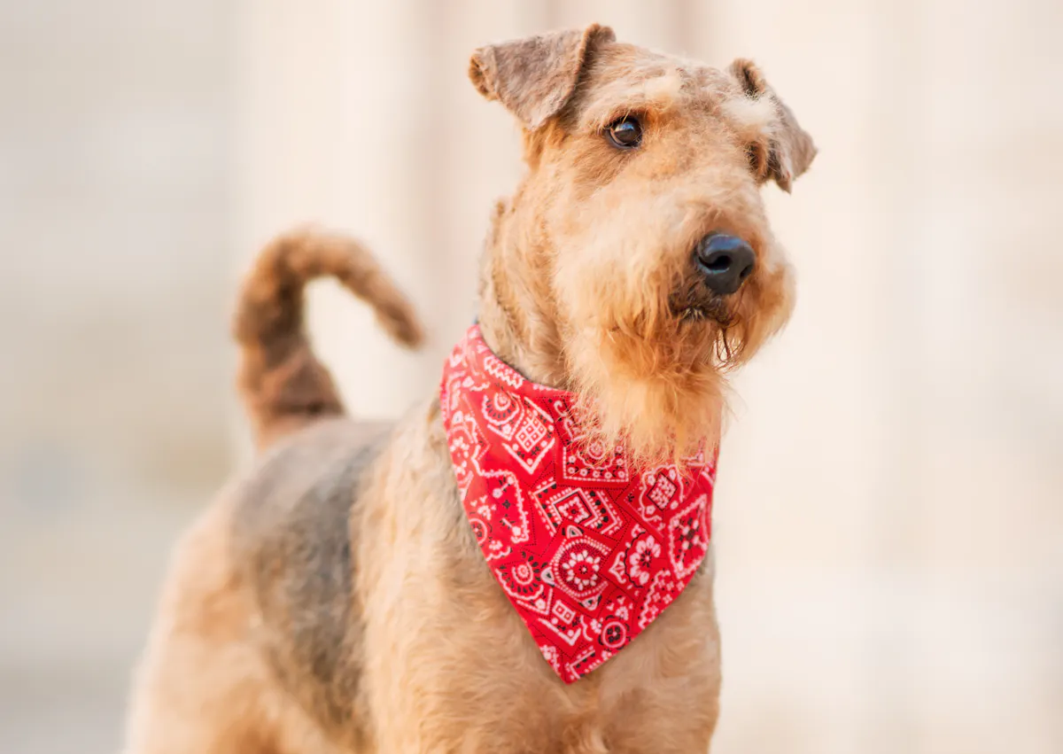 Airedale Terrier qui porte un bandana et regarde sur le côté 