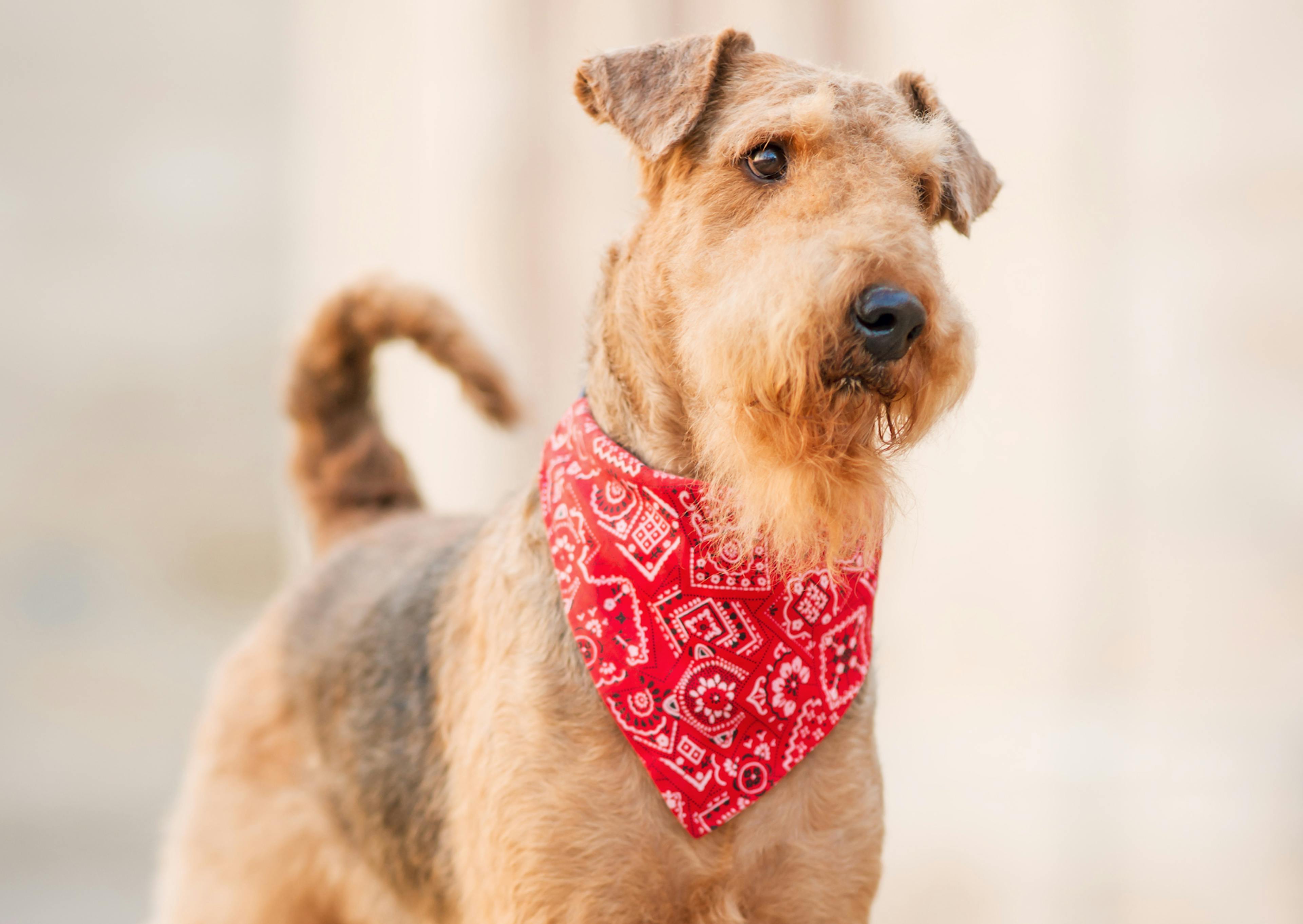Airedale Terrier qui porte un bandana et regarde sur le côté 