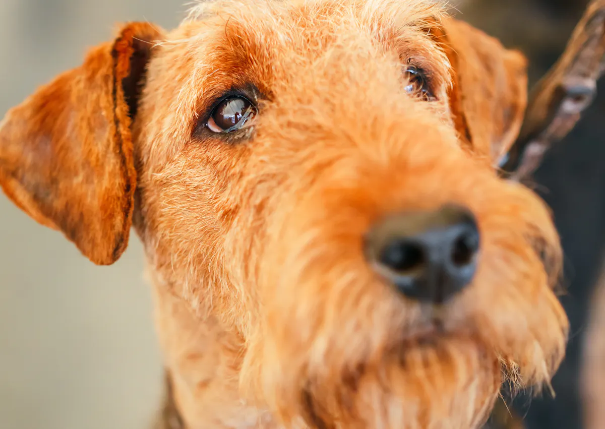 Gros plan sur la tête d'un Airedale Terrier, il regarde vers le haut