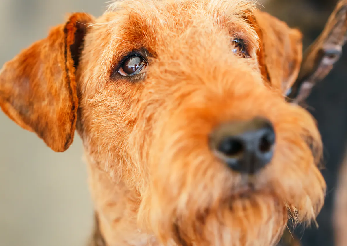 Gros plan sur la tête d'un Airedale Terrier, il regarde vers le haut 