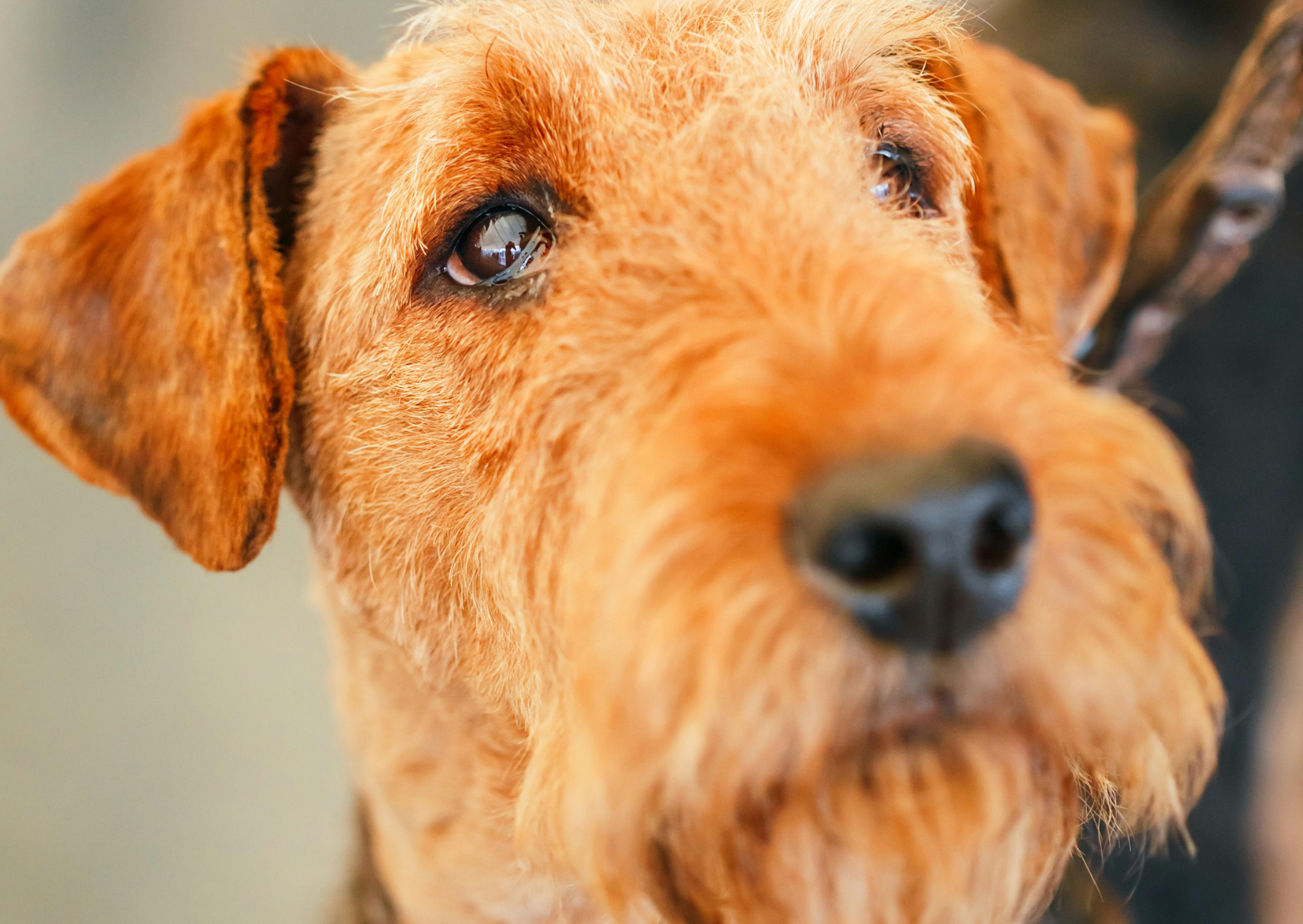 Gros plan sur la tête d'un Airedale Terrier, il regarde vers le haut 