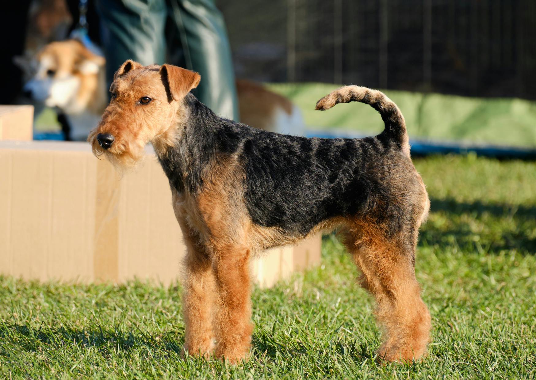 Airedale Terrier sur une pelouse, il regarde au loin