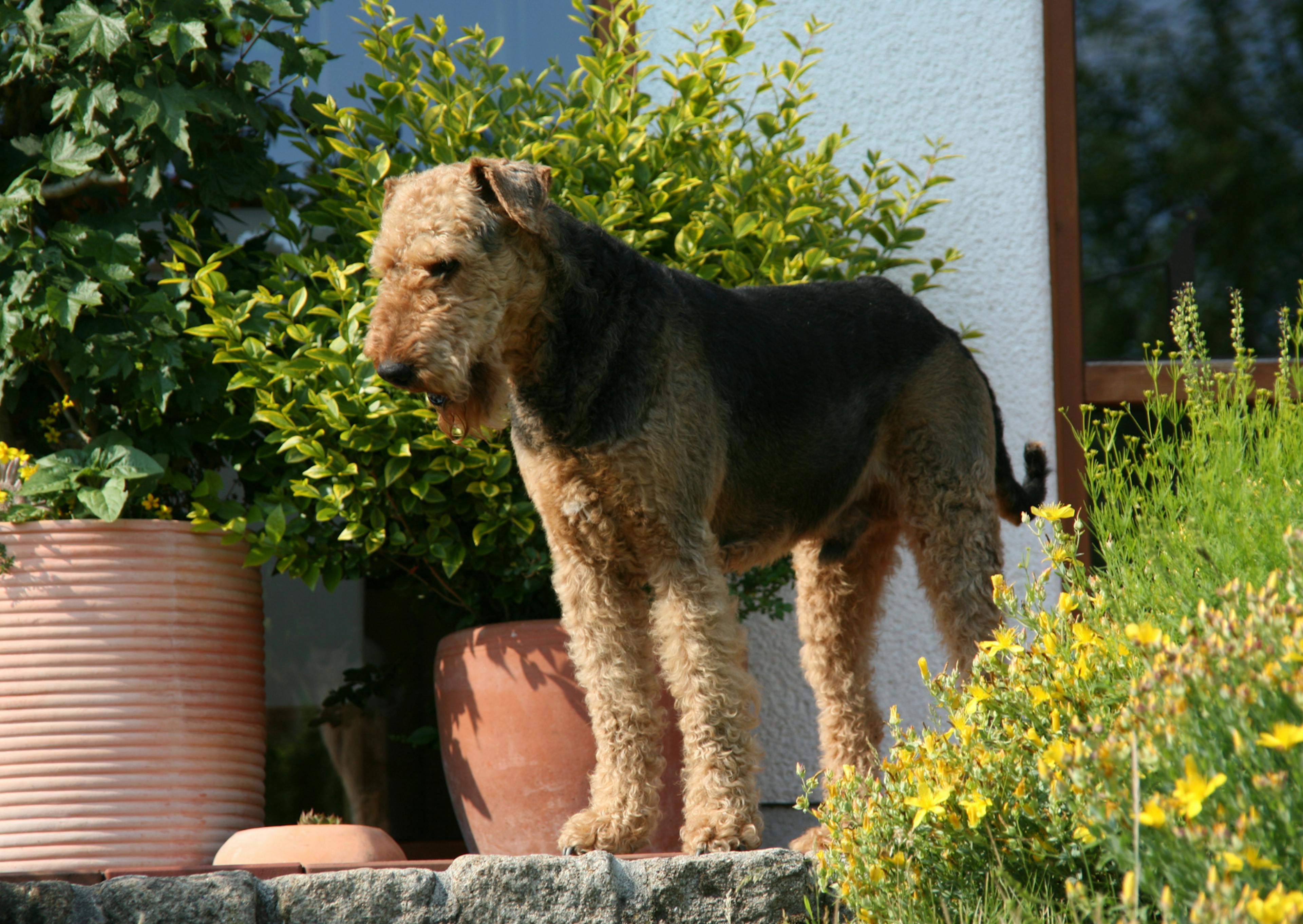 Airedale Terrier sur une marche en pierre, il regarde vers le bas 