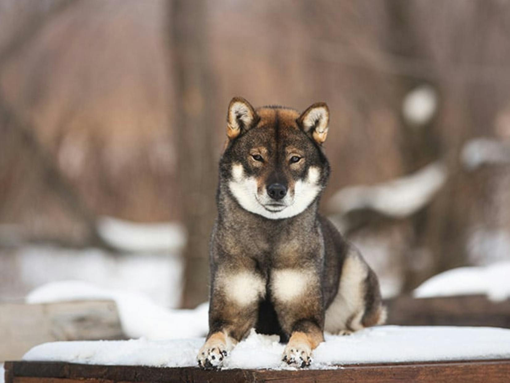 Shikoku couché sur un muret dans la neige