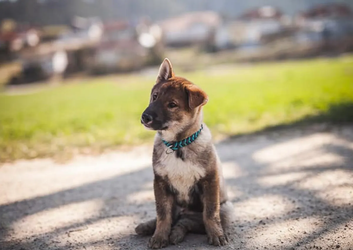 Shikoku assis dehors avec un arrière plan de pelouse