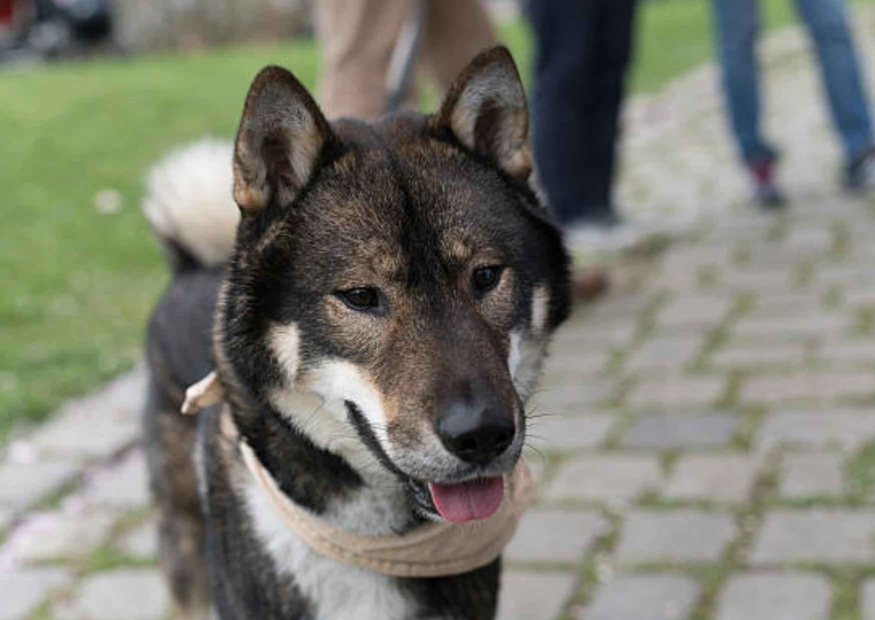 Shikoku curieux de ce qui se passe devant lui