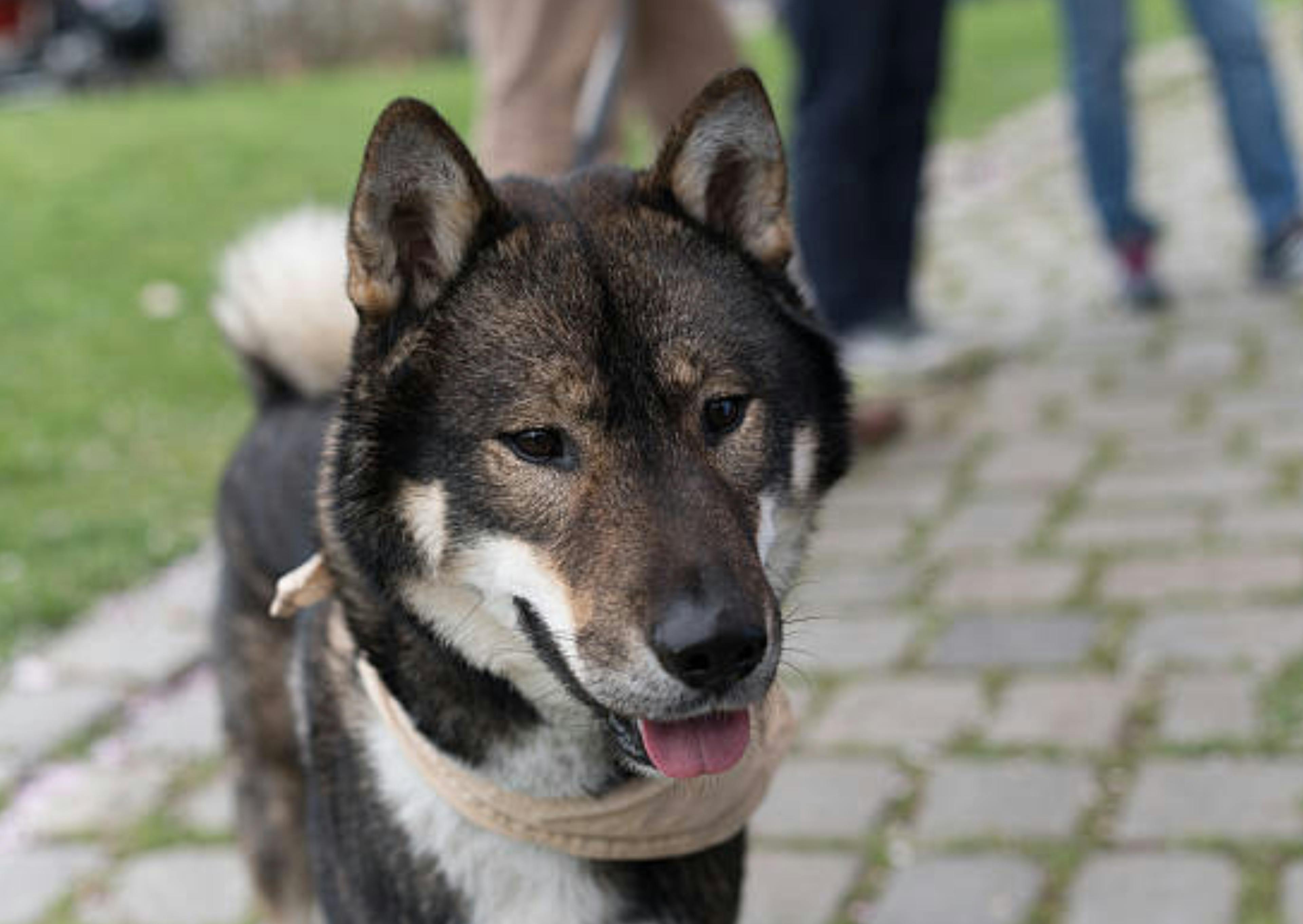 Shikoku curieux de ce qui se passe devant lui 
