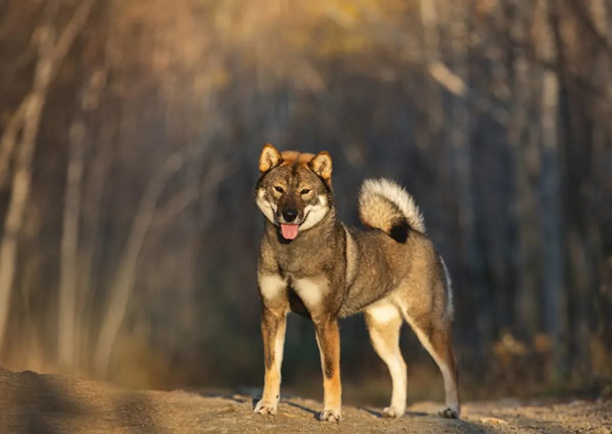 Shikoku debout au loin, il pose