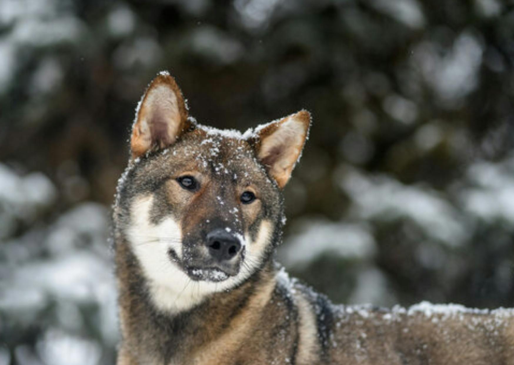 Shikoku qui regarde sur le côté, il est sous la neige