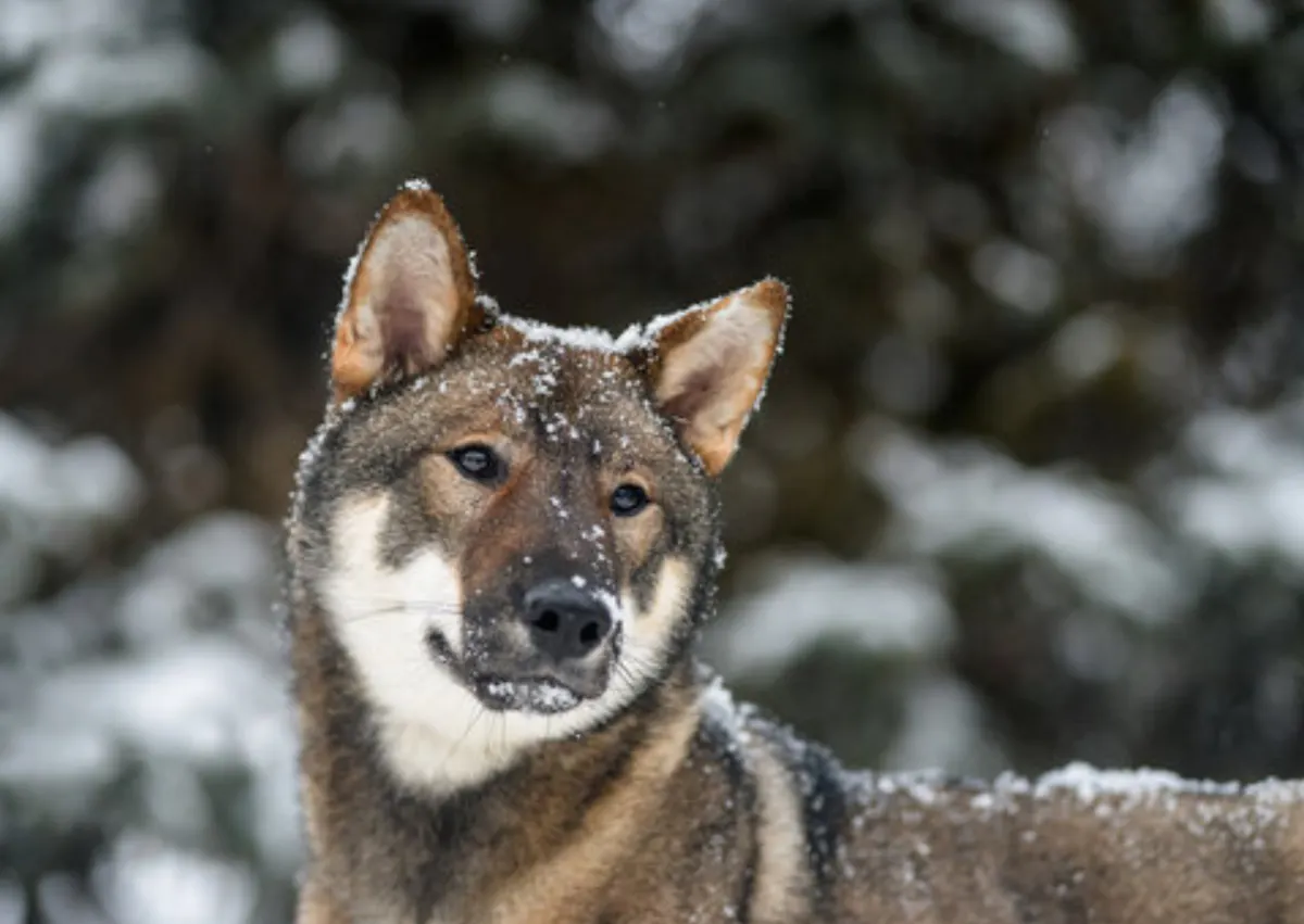 Shikoku qui regarde sur le côté, il est sous la neige 