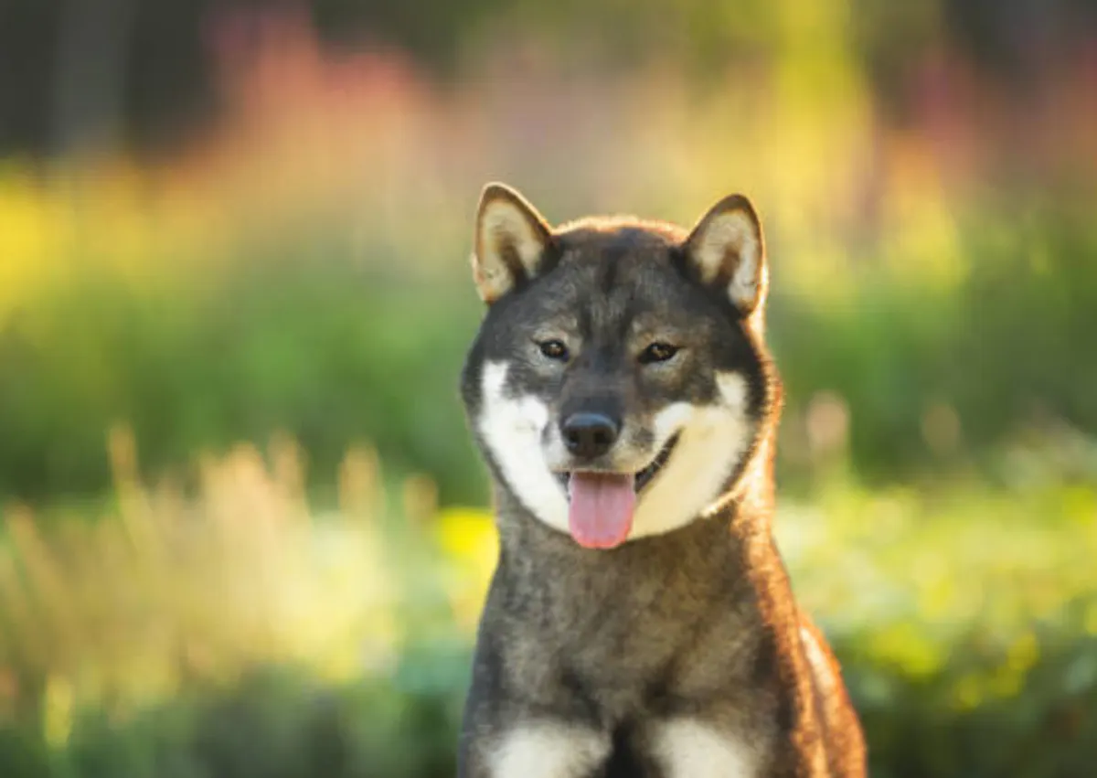 Shikoku assis, il tire la langue