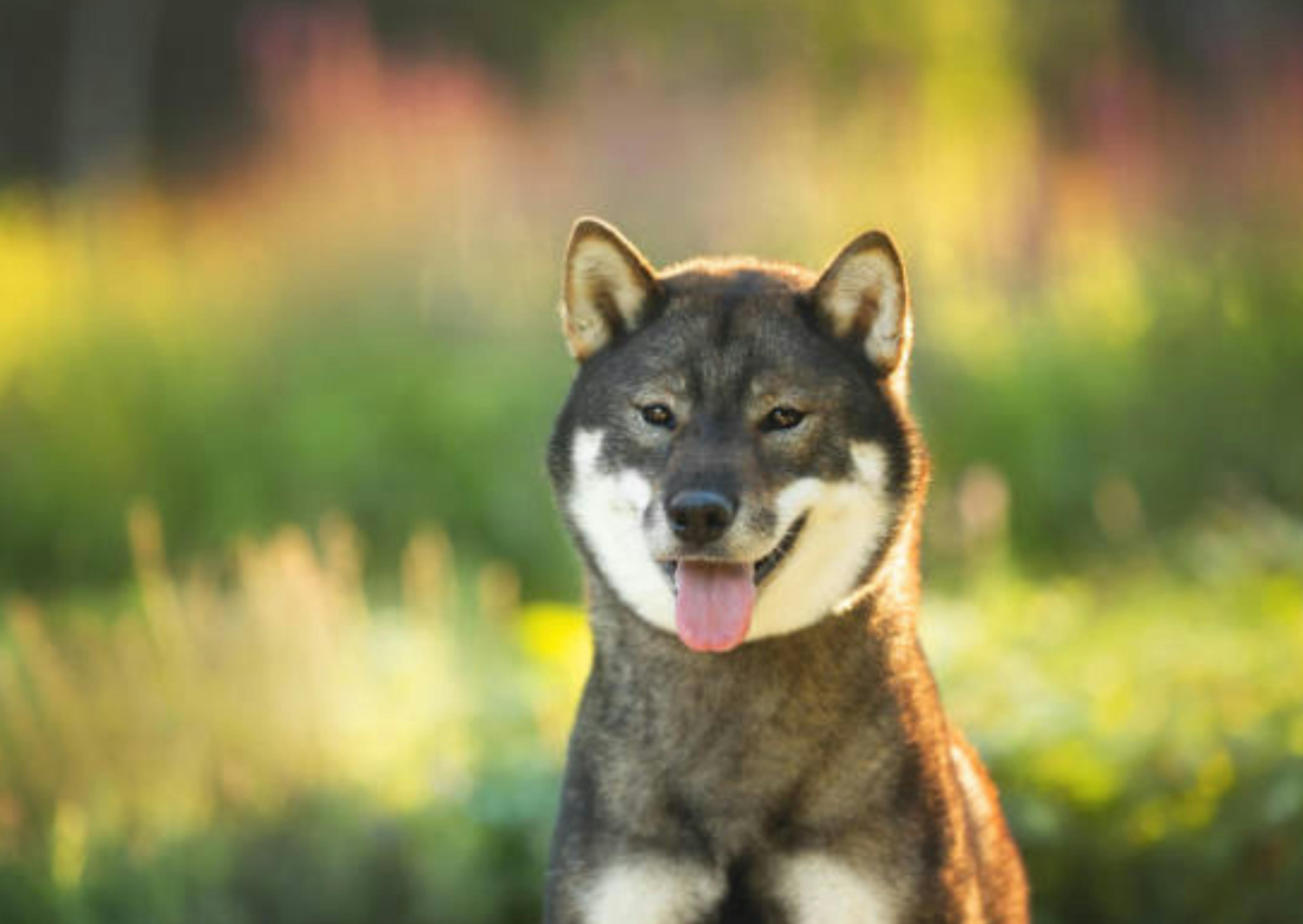 Shikoku assis, il tire la langue