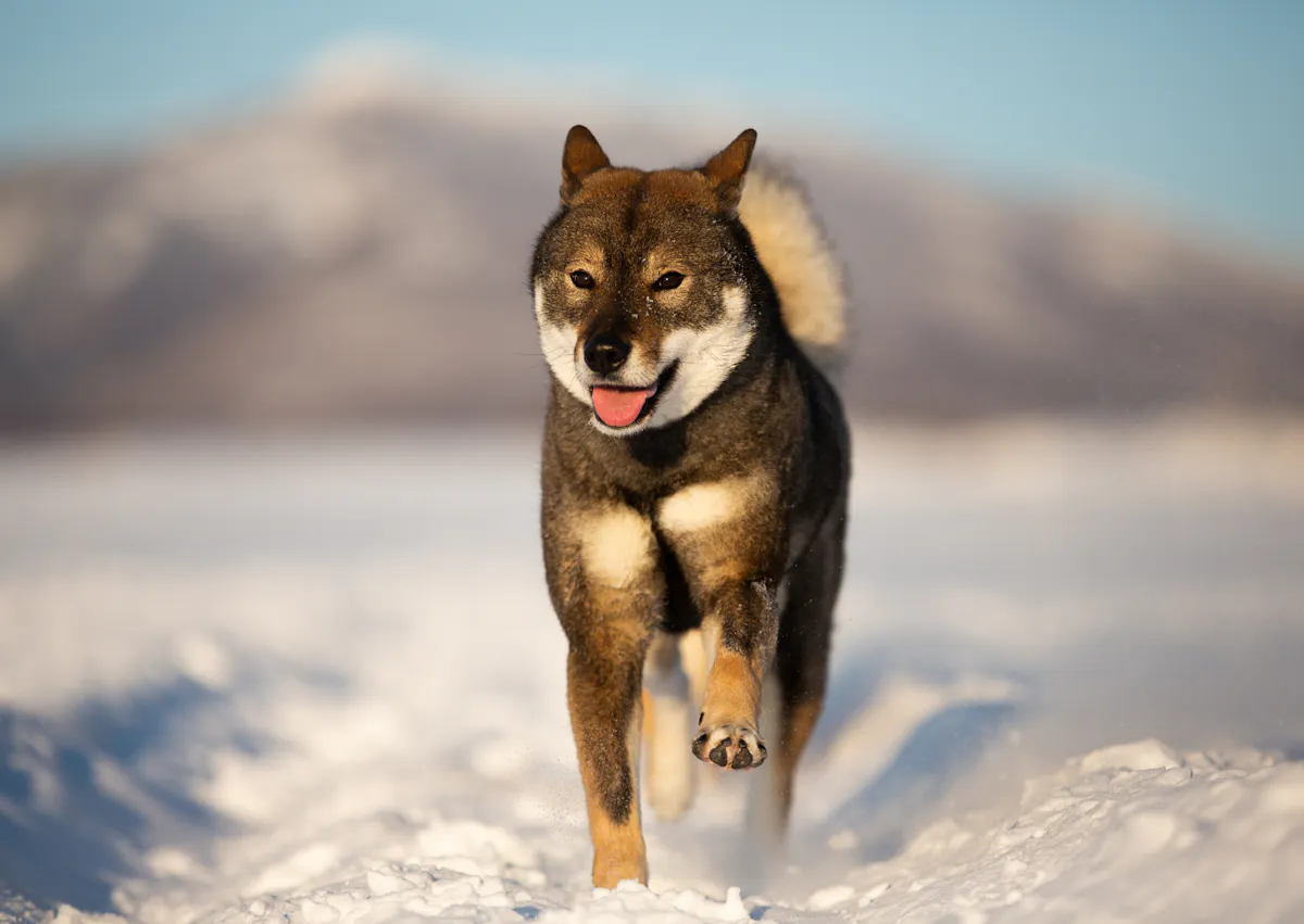 Shikoku debout dans la neige, il court 