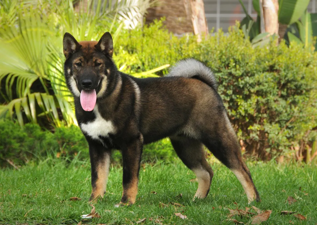 Shikoku qui regarde sur le côté, il est devant un paysage de verdure