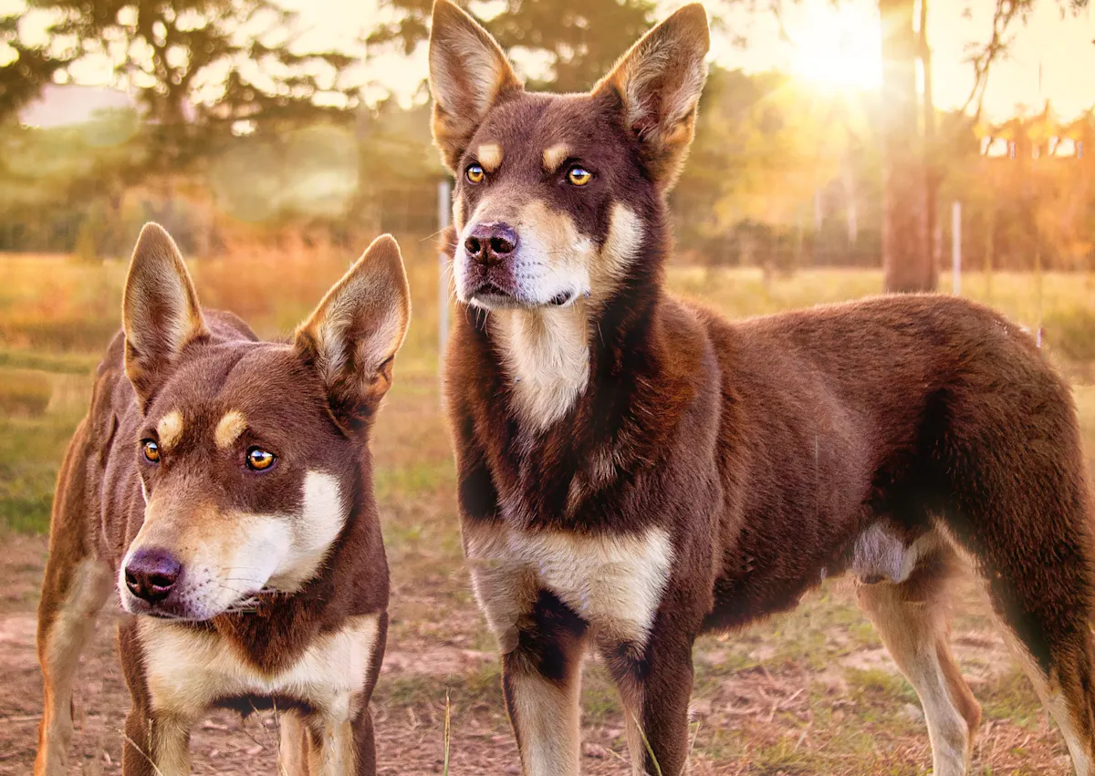 2 Kelpie qui regarde au loin, ils sont dehors