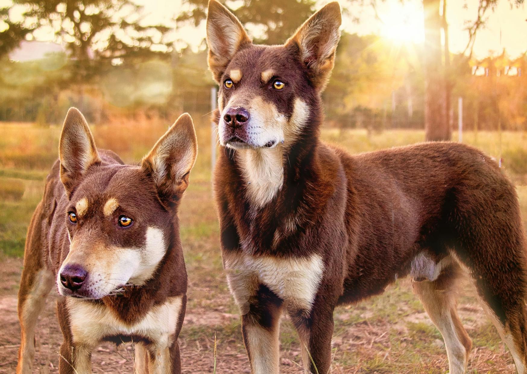 2 Kelpie qui regarde au loin, ils sont dehors