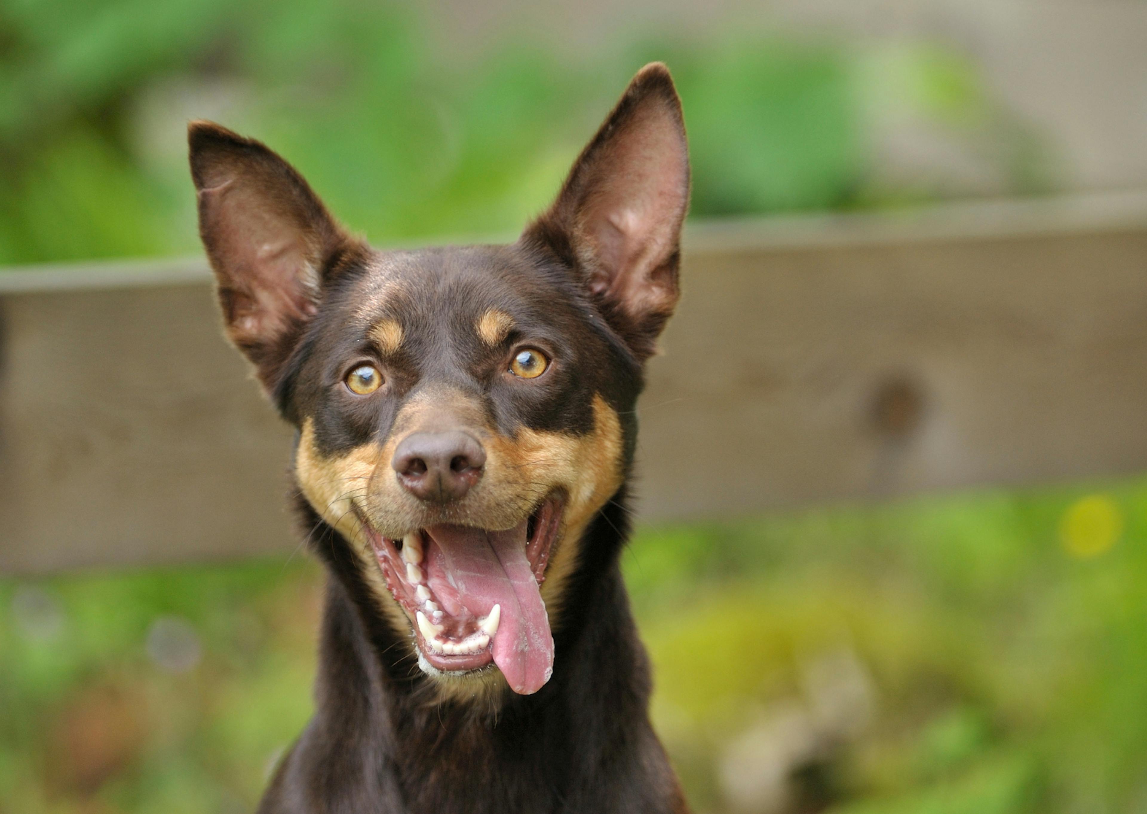Kelpie qui tire la langue et regarde au loin avec amusement 