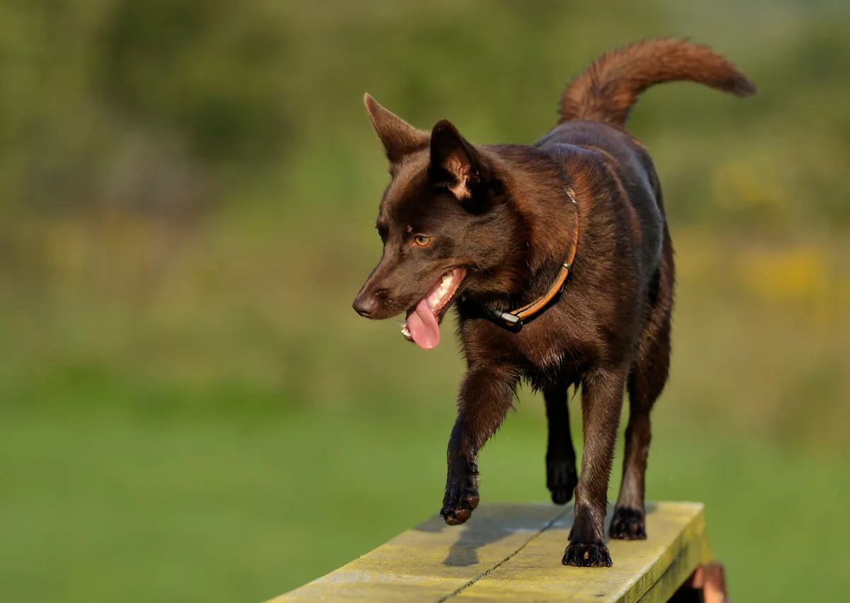 Kelpie qui marche sur une planche et regarde vers le bas dehors 