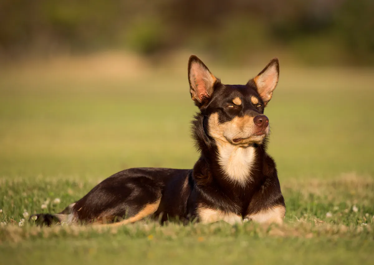 Kelpie couché dehors, il est attentif à ce qui se passe 