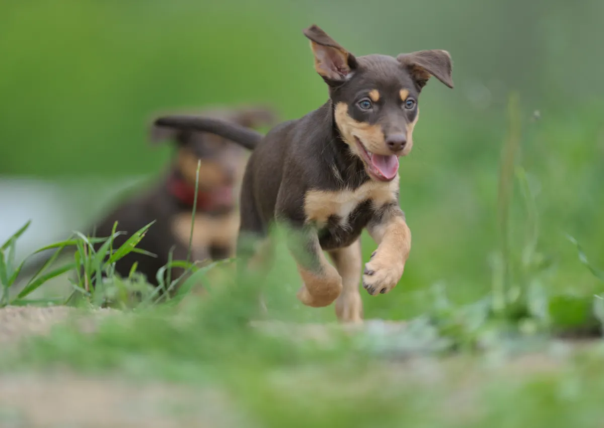 Kelpie chiot, il court à toute vitesse
