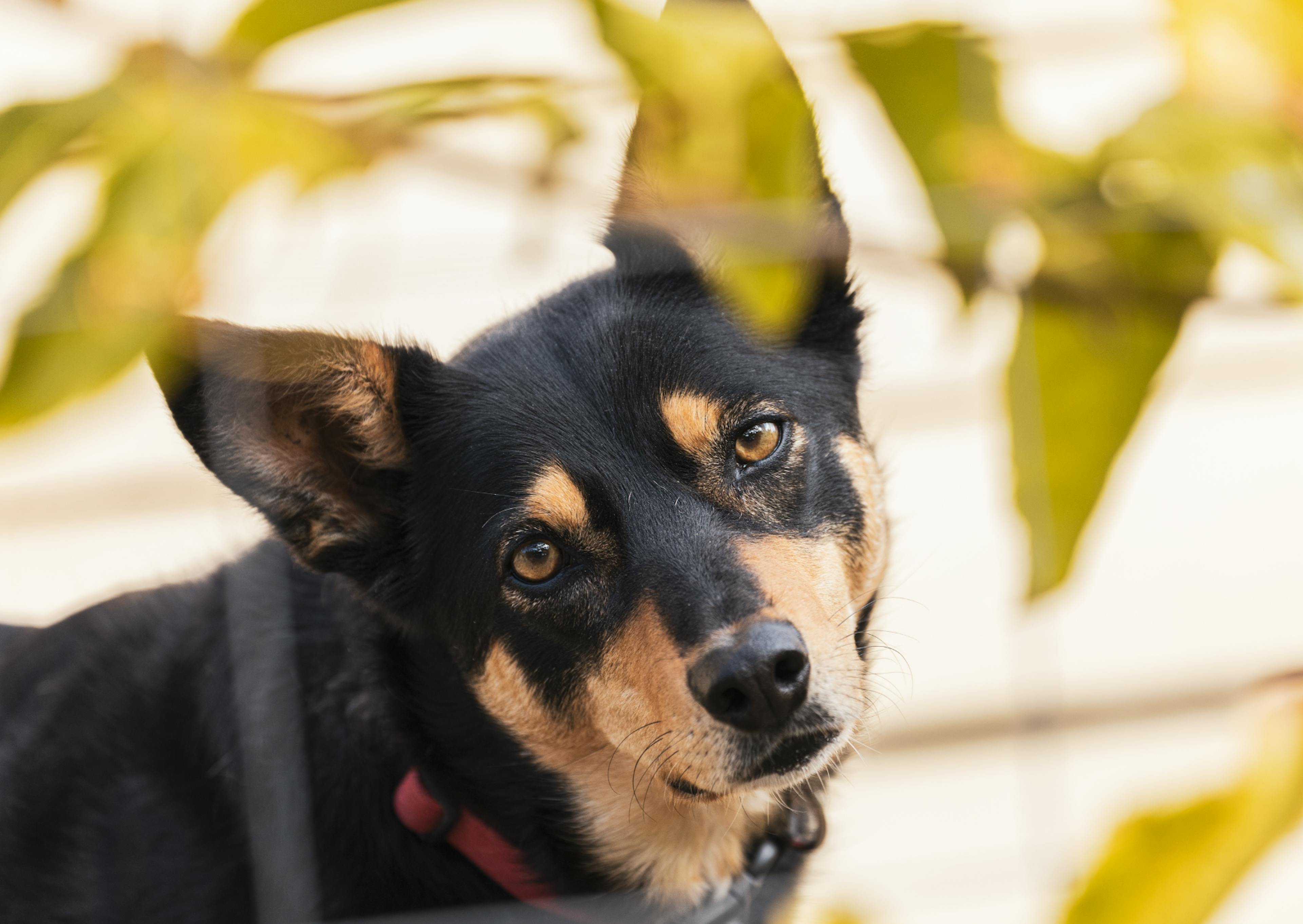 Kelpie beige et noir, il tourne légèrement la tête avec un air curieux 