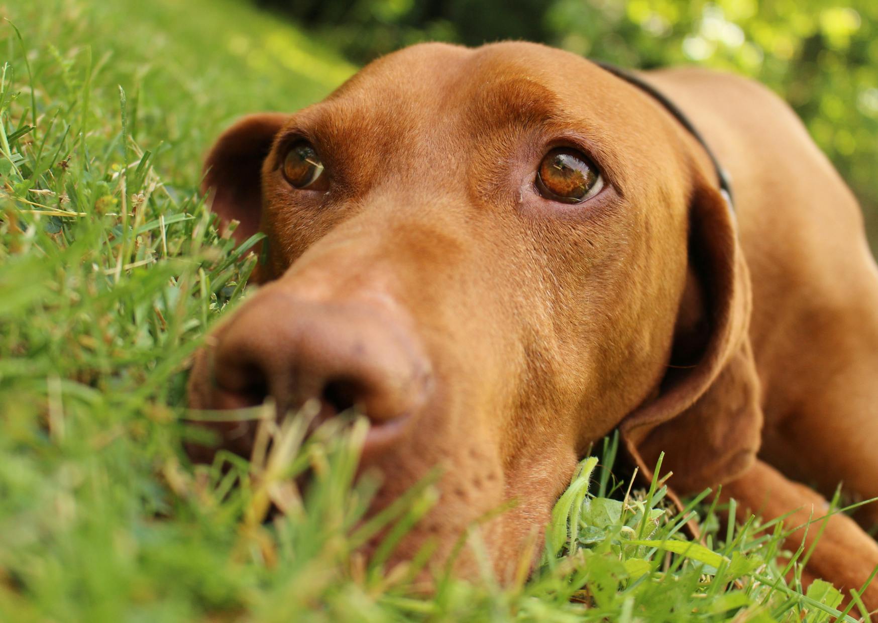 Braque hongrois couché dans l'herbe