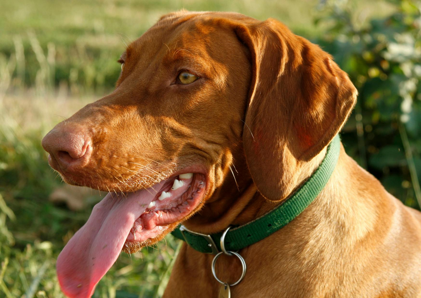 Braque hongrois qui regarde au loin et tire la langue