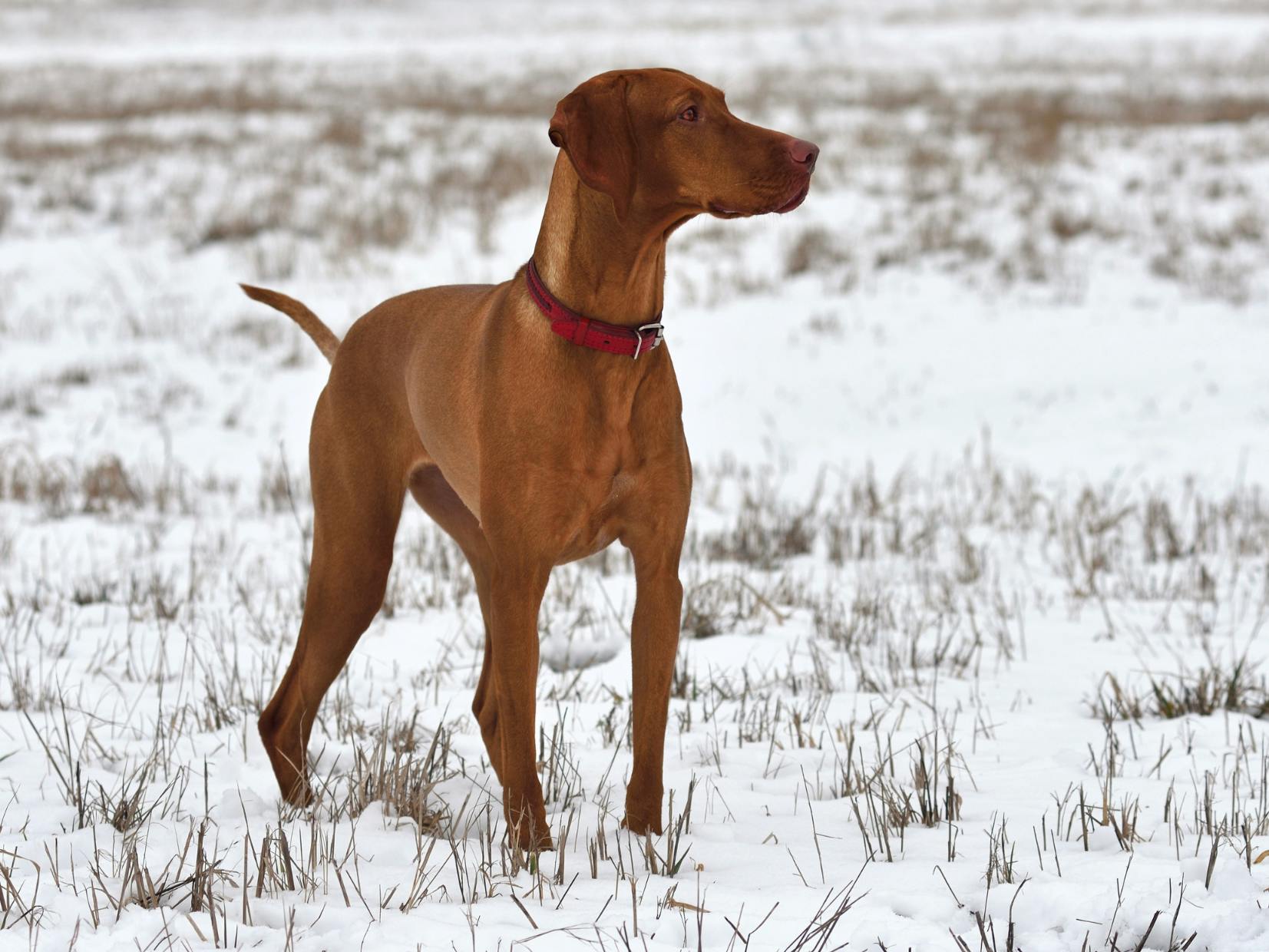 Braque hongrois debout dans la neige, il regarde sur le côté au loin
