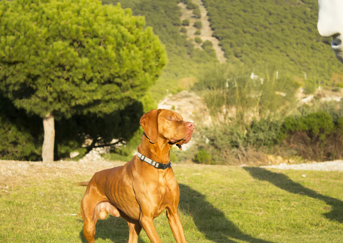 Braque hongrois qui regarde au loin, il ets debout dans une pelouse