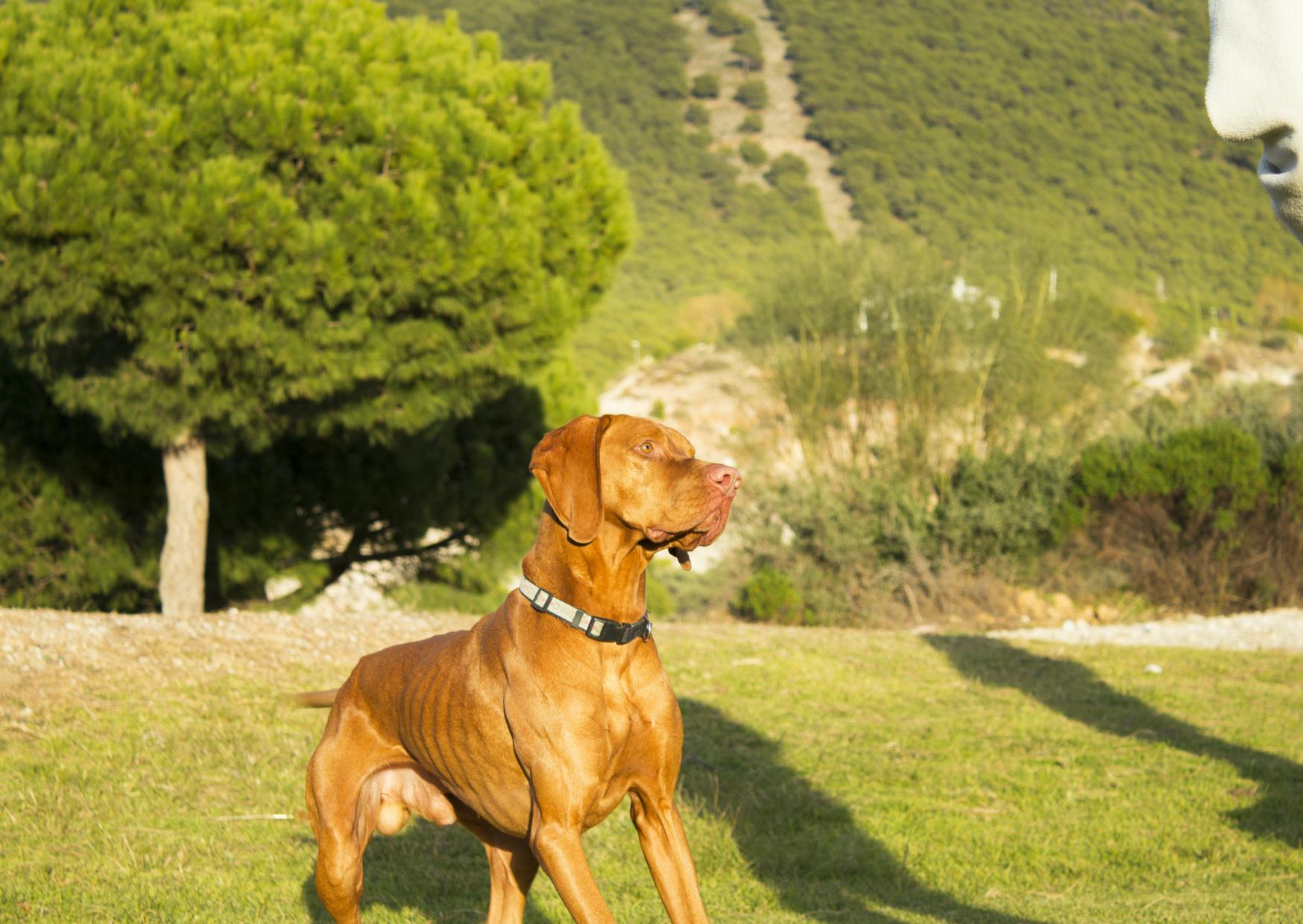 Braque hongrois qui regarde au loin, il ets debout dans une pelouse