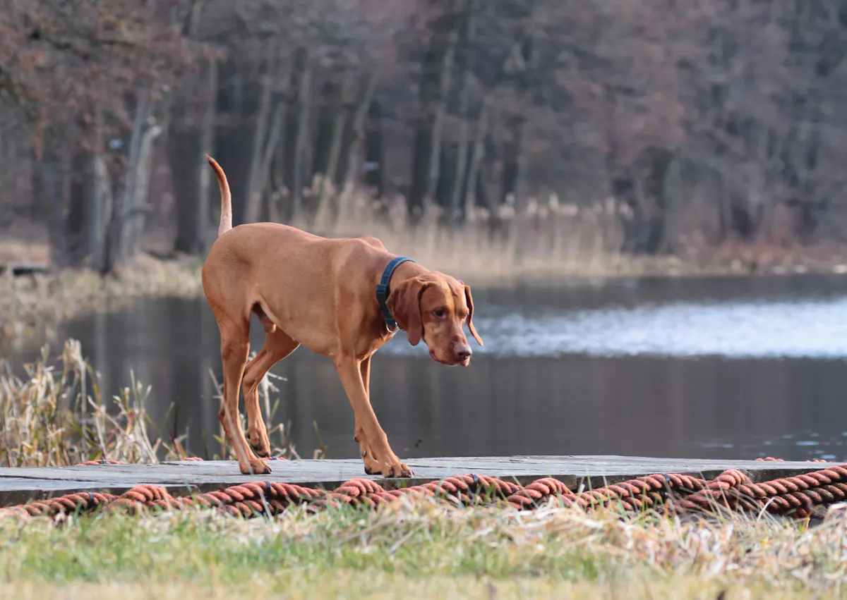 Braque hongrois qui marche au bord d'un lac