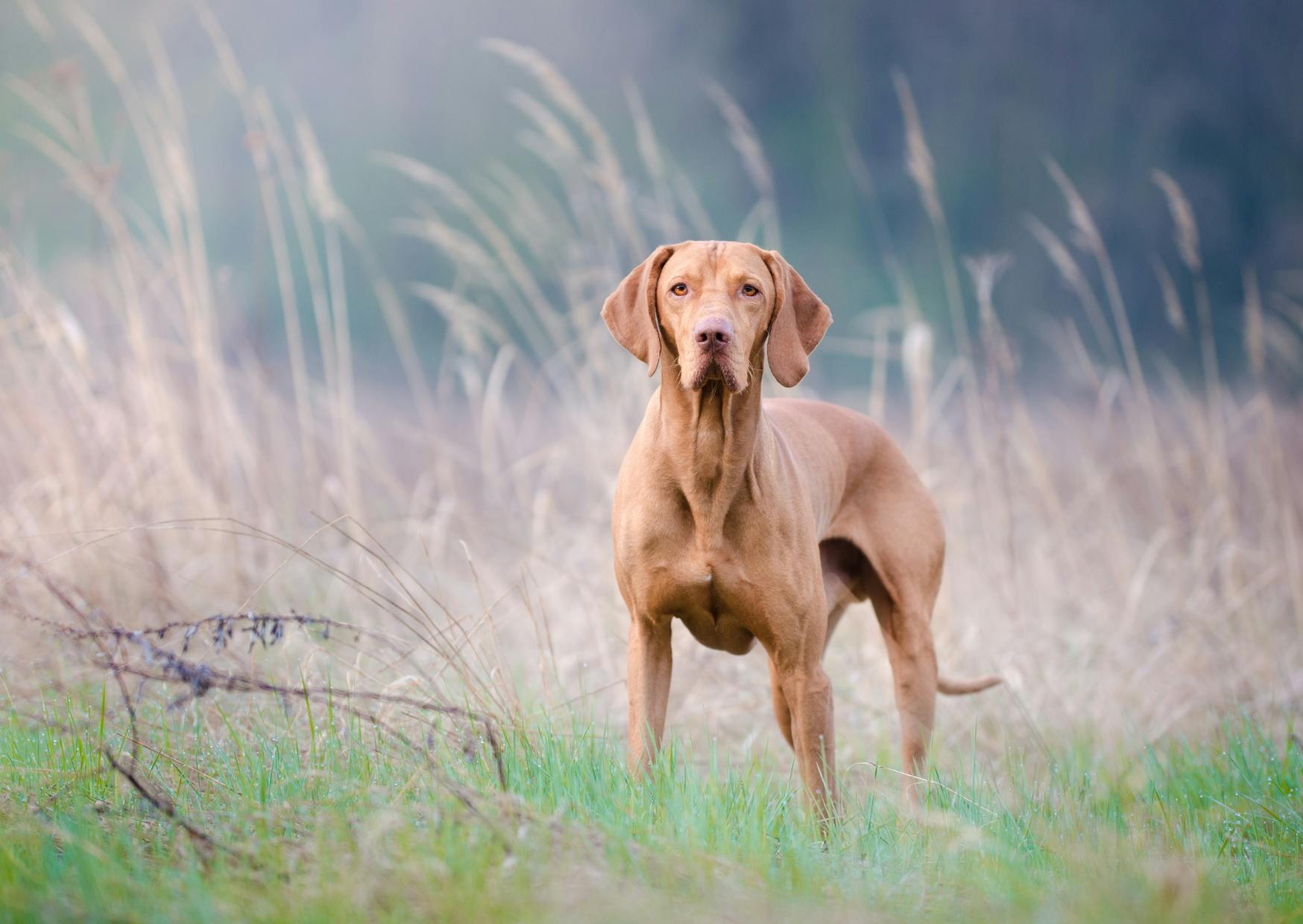 Braque hongrois au loin dans un champs, il regarde l'objectif