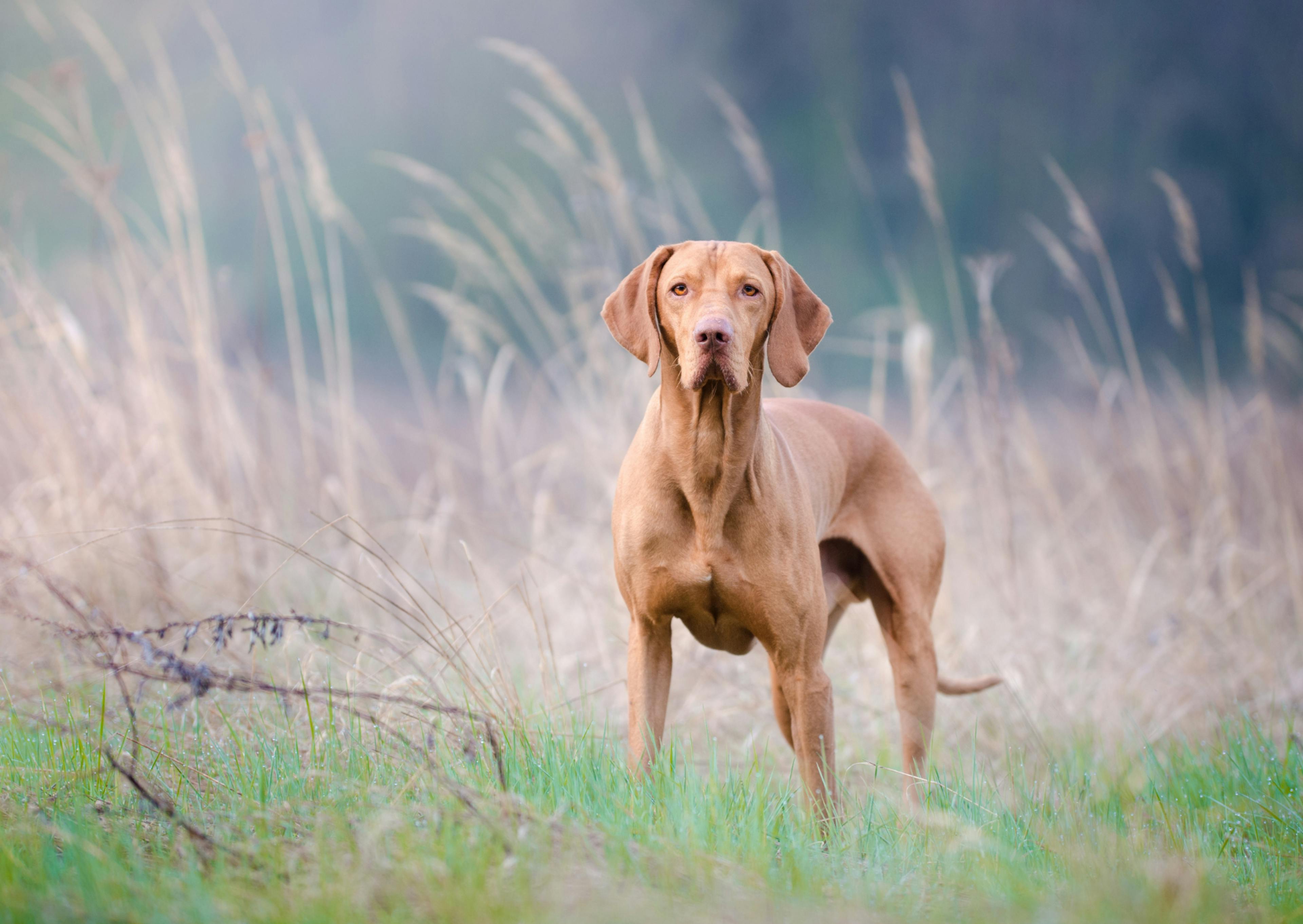 Braque hongrois au loin dans un champs, il regarde l'objectif 