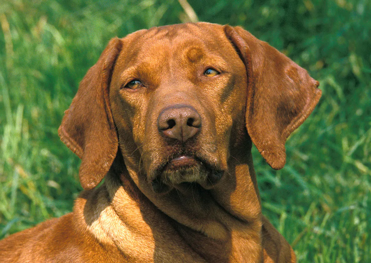 Braque hongrois qui regarde sur le côté l'air curieux 