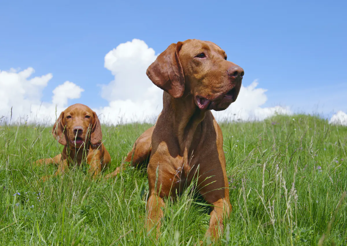 2 Braque hongrois dans des herbes hautes