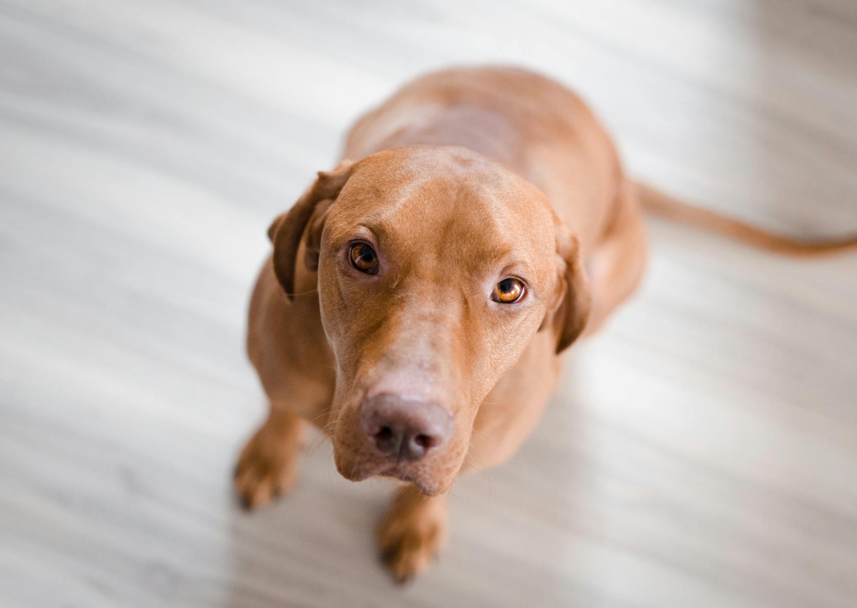 Braque hongrois assis sur un parquet avec les oreilles en arrières, il regarde vers le haut