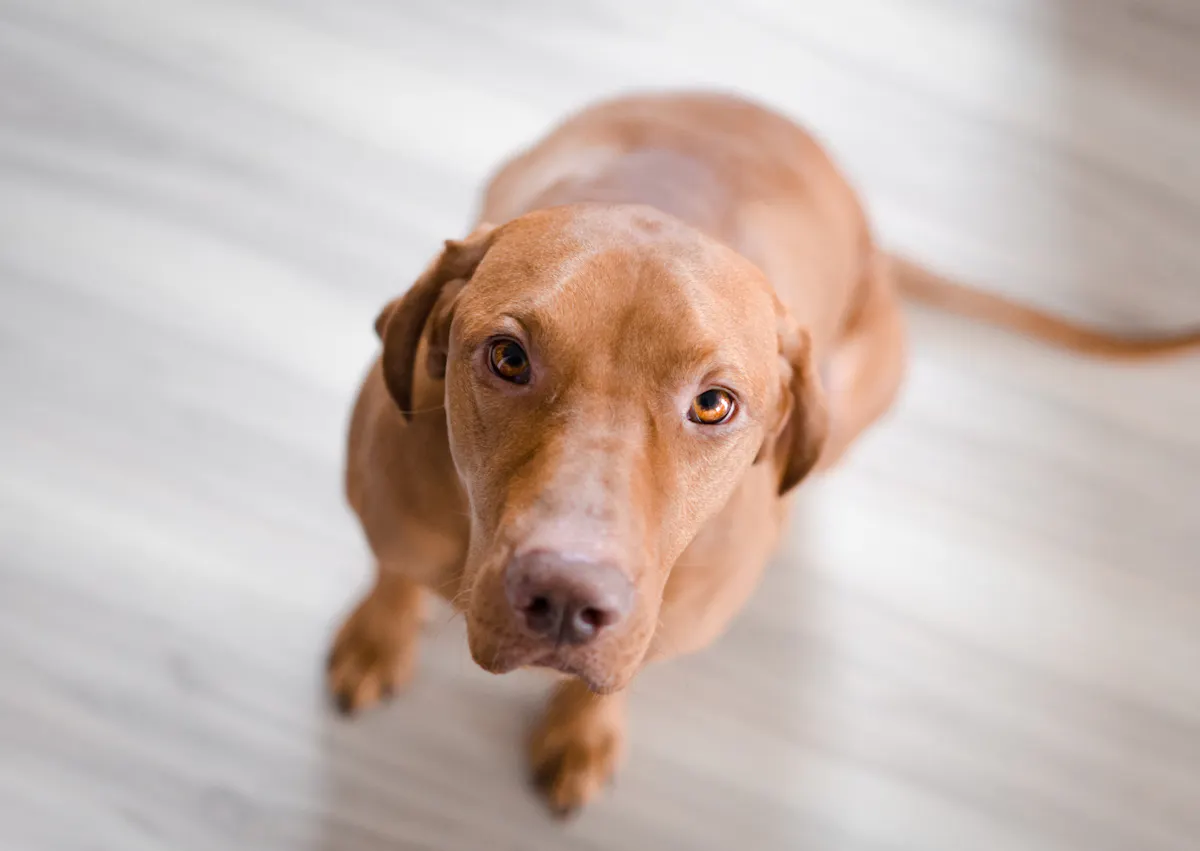 Braque hongrois assis sur un parquet avec les oreilles en arrières, il regarde vers le haut 
